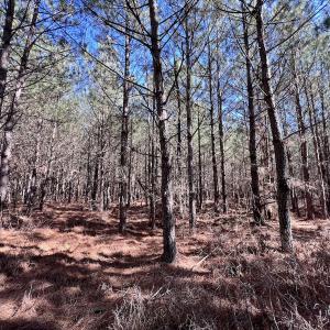 Photo #33 of Off Rehoboth Church Rd, Jackson, NC 162.7 acres