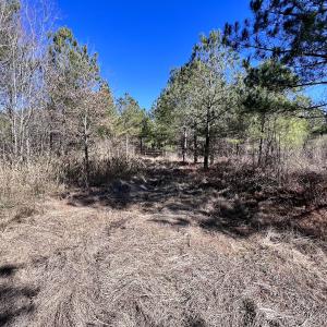 Photo #34 of Off Rehoboth Church Rd, Jackson, NC 162.7 acres