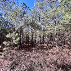 Photo #44 of Off Rehoboth Church Rd, Jackson, NC 162.7 acres