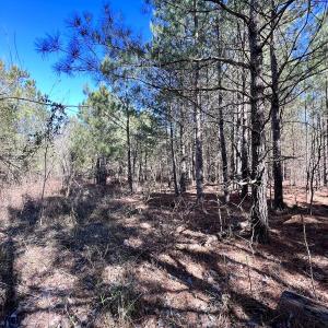 Photo #45 of Off Rehoboth Church Rd, Jackson, NC 162.7 acres