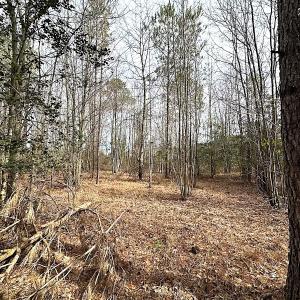 Photo #10 of SOLD property in Off Black Creek Rd, Sedley, VA 36.0 acres
