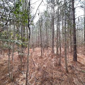 Photo #11 of SOLD property in Off Black Creek Rd, Sedley, VA 36.0 acres
