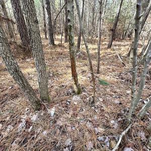 Photo #19 of SOLD property in Off Black Creek Rd, Sedley, VA 36.0 acres