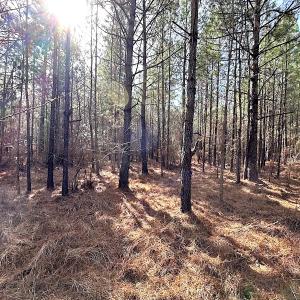 Photo #20 of SOLD property in Off Black Creek Rd, Sedley, VA 36.0 acres
