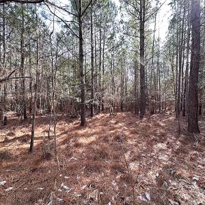 Photo #22 of SOLD property in Off Black Creek Rd, Sedley, VA 36.0 acres