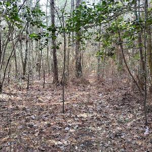 Photo #25 of SOLD property in Off Black Creek Rd, Sedley, VA 36.0 acres