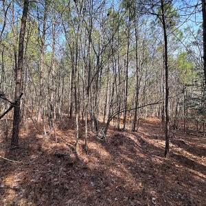 Photo #28 of SOLD property in Off Black Creek Rd, Sedley, VA 36.0 acres