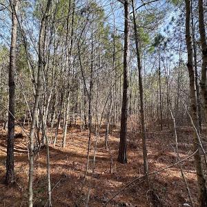 Photo #29 of SOLD property in Off Black Creek Rd, Sedley, VA 36.0 acres
