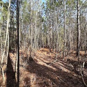 Photo #30 of SOLD property in Off Black Creek Rd, Sedley, VA 36.0 acres