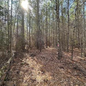 Photo #31 of SOLD property in Off Black Creek Rd, Sedley, VA 36.0 acres