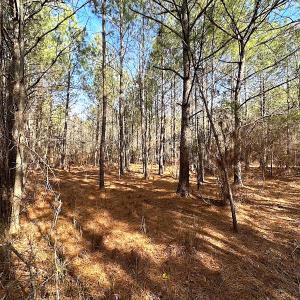 Photo #35 of SOLD property in Off Black Creek Rd, Sedley, VA 36.0 acres