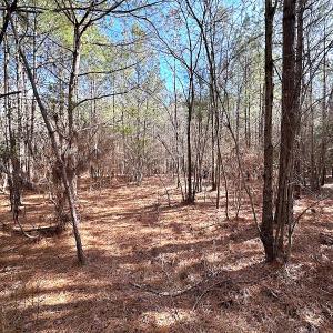 Photo #36 of SOLD property in Off Black Creek Rd, Sedley, VA 36.0 acres