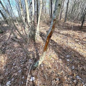 Photo #37 of SOLD property in Off Black Creek Rd, Sedley, VA 36.0 acres