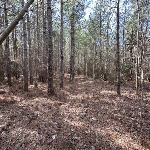 Photo #10 of SOLD property in Off Black Creek Rd, Sedley, VA 37.0 acres