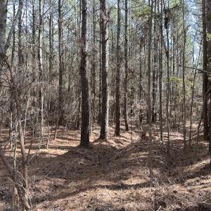 Photo #19 of SOLD property in Off Black Creek Rd, Sedley, VA 37.0 acres