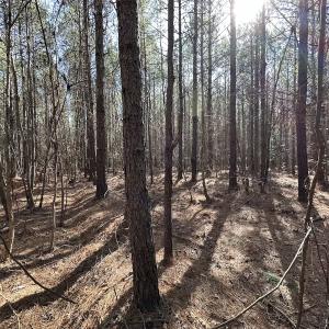 Photo #21 of SOLD property in Off Black Creek Rd, Sedley, VA 37.0 acres