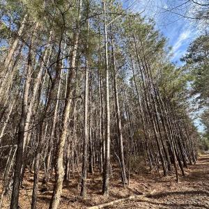 Photo #37 of SOLD property in Off Black Creek Rd, Sedley, VA 37.0 acres