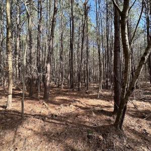 Photo #38 of SOLD property in Off Black Creek Rd, Sedley, VA 37.0 acres