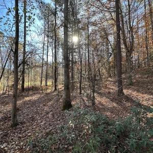 Photo #20 of SOLD property in Off The Trail, King and Queen, VA 148.0 acres