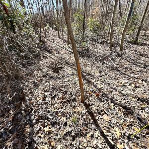 Photo #13 of SOLD property in Off Deer Ridge Rd, Spring Grove, VA 29.9 acres