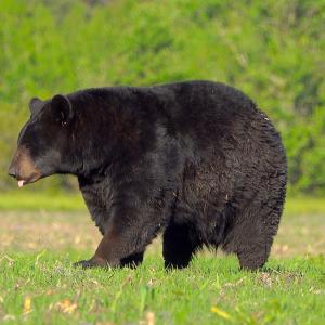 Photo #77 of Off North Lake Rd, Fairfield, NC 11,600.0 acres