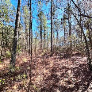 Photo #10 of SOLD property in Off Spring Farm Rd, Dendron, VA 20.0 acres