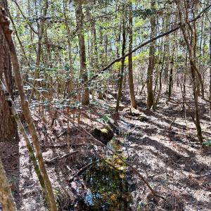 Photo #12 of SOLD property in Off Spring Farm Rd, Dendron, VA 20.0 acres