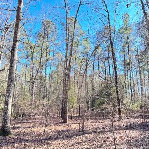 Photo #17 of SOLD property in Off Spring Farm Rd, Dendron, VA 20.0 acres