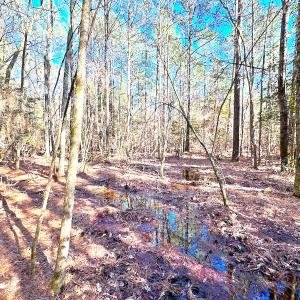 Photo #18 of SOLD property in Off Spring Farm Rd, Dendron, VA 20.0 acres
