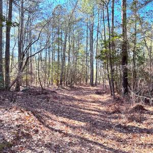 Photo #19 of SOLD property in Off Spring Farm Rd, Dendron, VA 20.0 acres