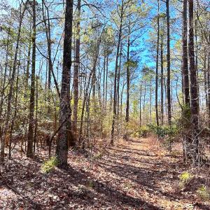 Photo #20 of SOLD property in Off Spring Farm Rd, Dendron, VA 20.0 acres