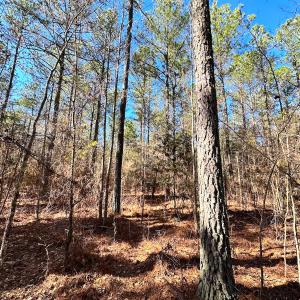 Photo #7 of SOLD property in Off Spring Farm Rd, Dendron, VA 20.0 acres