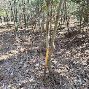 Photo #8 of SOLD property in Off Spring Farm Rd, Dendron, VA 20.0 acres