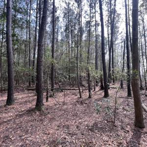 Photo #20 of SOLD property in Off Hwy 306, Grantsboro, NC 31.8 acres