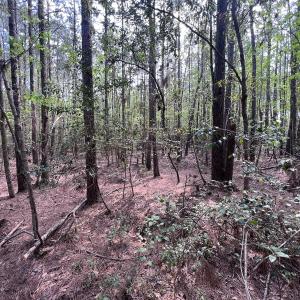 Photo #28 of SOLD property in Off Hwy 306, Grantsboro, NC 31.8 acres