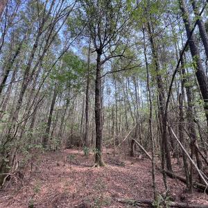Photo #34 of SOLD property in Off Hwy 306, Grantsboro, NC 31.8 acres
