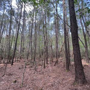 Photo #35 of SOLD property in Off Hwy 306, Grantsboro, NC 31.8 acres