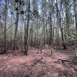 Photo #36 of SOLD property in Off Hwy 306, Grantsboro, NC 31.8 acres