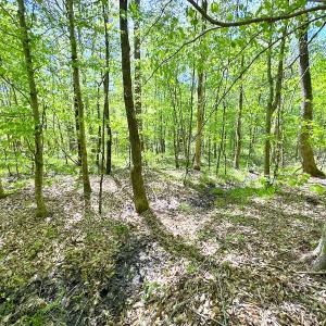 Photo #28 of SOLD property in Off Liberty Rd, Alberta, VA 57.8 acres