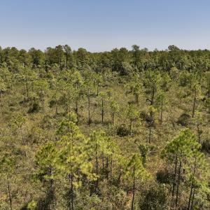Photo #14 of SOLD property in Off George Road, Havelock, NC 10.4 acres
