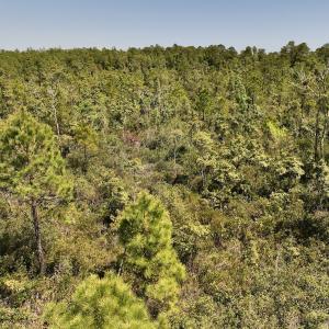 Photo #17 of SOLD property in Off George Road, Havelock, NC 10.4 acres