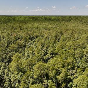 Photo #10 of SOLD property in Off George Road, Havelock, NC 10.4 acres