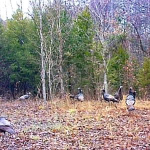 Photo #44 of SOLD property in 1094 Gardners Road, Mineral, VA 23.7 acres