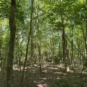 Photo #30 of Off Old County Rd, Belhaven, NC 1.0 acres