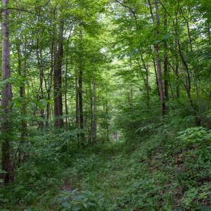 Photo #12 of Off Barton Spur Rd, Ferrum, VA 181.7 acres