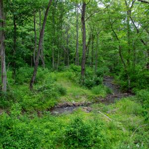 Photo #24 of Off Barton Spur Rd, Ferrum, VA 181.7 acres