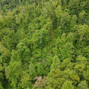 Photo #39 of Off Barton Spur Rd, Ferrum, VA 181.7 acres