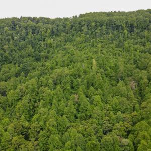 Photo #48 of Off Barton Spur Rd, Ferrum, VA 181.7 acres