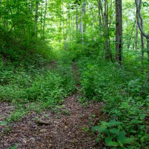 Photo #51 of Off Barton Spur Rd, Ferrum, VA 181.7 acres