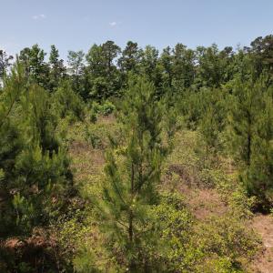 Photo #14 of Off Shannon Road, Shannon, NC 51.9 acres